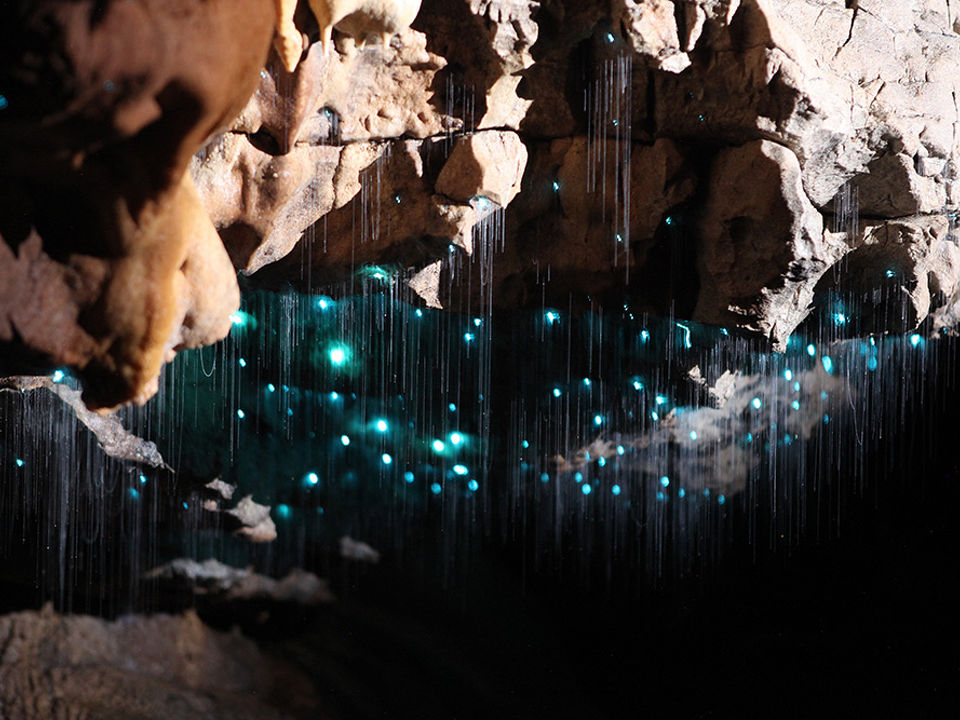 The Essential Glowworm Tour